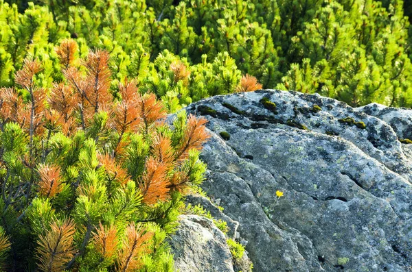 Bela vista de montanhas com pinheiro anão em primeiro plano — Fotografia de Stock