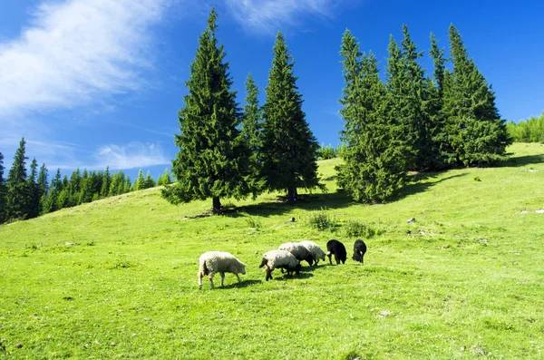 Fechadura de ovelhas nas montanhas Cárpatas. Ucrânia, Europa — Fotografia de Stock