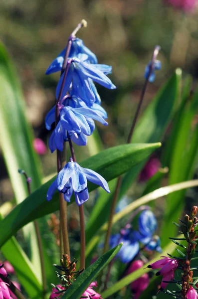 フィールド上の抽象的な紫色の花 — ストック写真