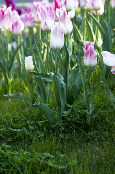 Frühling Hintergrund mit Tulpen über natürlichen Hintergrund — Stockfoto