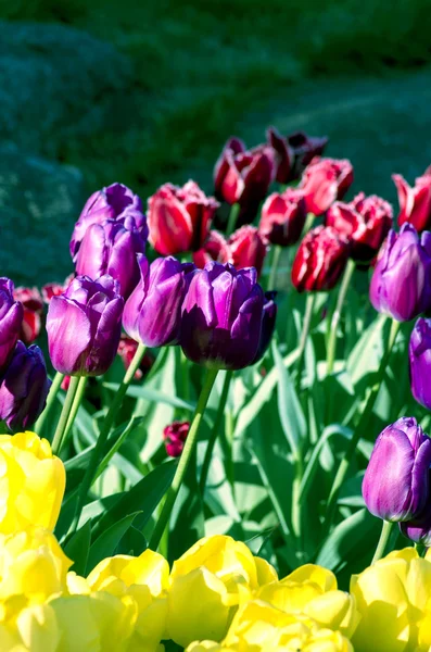Jarní pozadí s tulipány nad přirozené pozadí — Stock fotografie