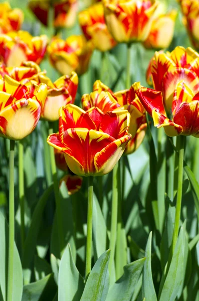 Jarní pozadí s tulipány nad přirozené pozadí — Stock fotografie