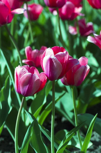 Fond printanier avec tulipes sur fond naturel — Photo