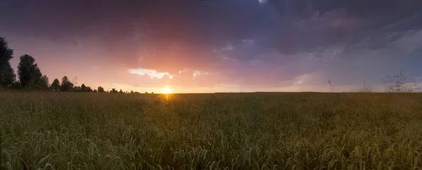 Pôr do sol colorido sobre o campo de trigo . — Fotografia de Stock