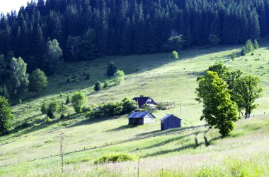 akşam Dağı Yaylası peyzaj (Karpat, Ukrayna) 