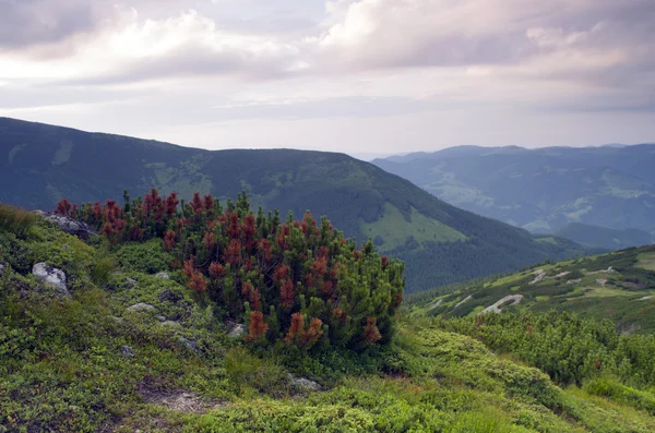 Güzel manzara ile cüce çam ön planda Dağları — Stok fotoğraf