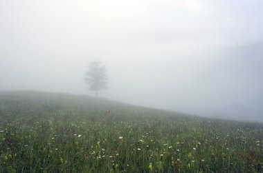 akşam Dağı Yaylası peyzaj (Karpat, Ukrayna)
