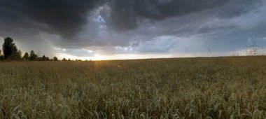 Colorful sunset over wheat field.