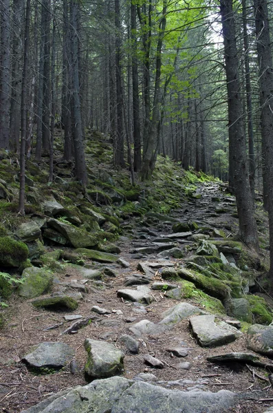 Yaz yeşil dağ orman yolu 