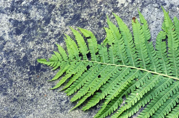 Kayaların arasında büyüyen fern yaprak. — Stok fotoğraf