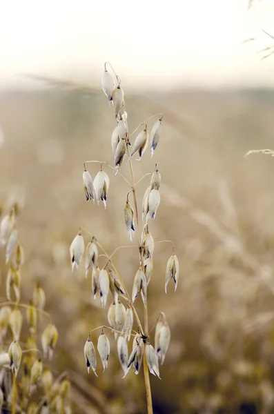 Havre fält. spikar havre närbild på guld bakgrund. — Stockfoto