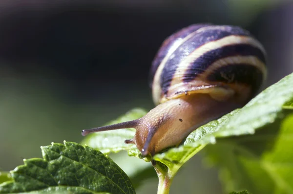 Small brown snail on a green leaf — Stock Photo, Image