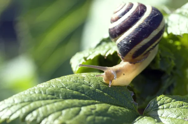 Small brown snail on a green leaf — Stock Photo, Image
