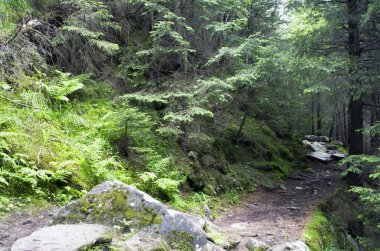 Yaz yeşil dağ orman yolu