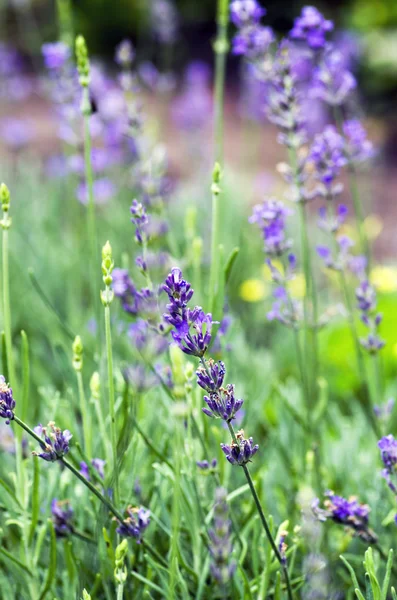 Lavanta bitkisinin makro. aromatik bitki bitkisel peyzaj — Stok fotoğraf