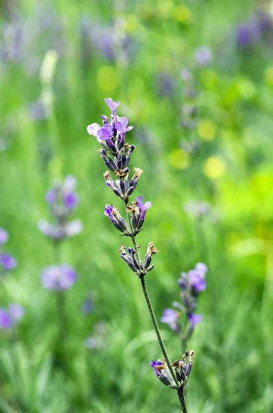 Macro of lavender plant. herbal landscape of aromatic plant — Stock Photo, Image