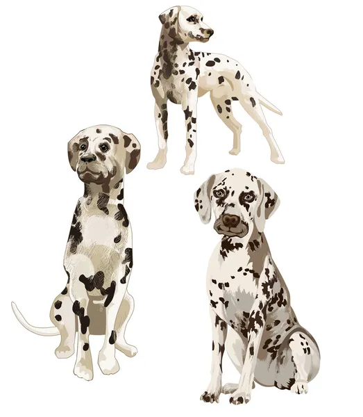 Three Dalmatians — Stock Vector