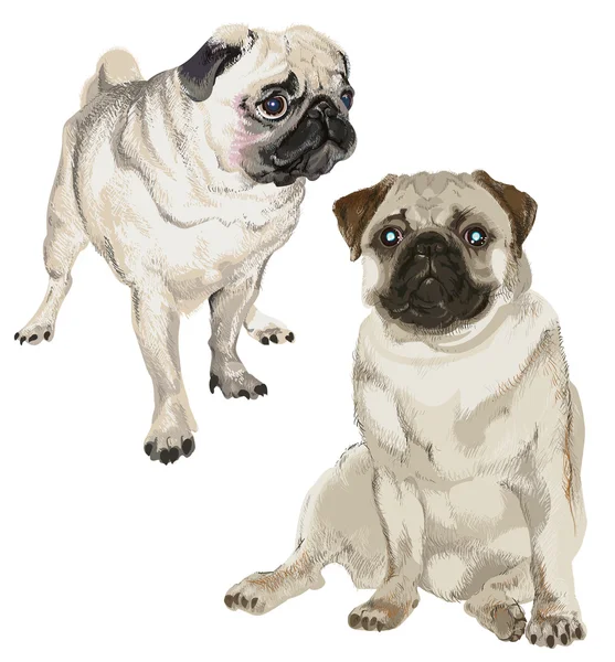 Two pictures of a white pug — Stock Vector