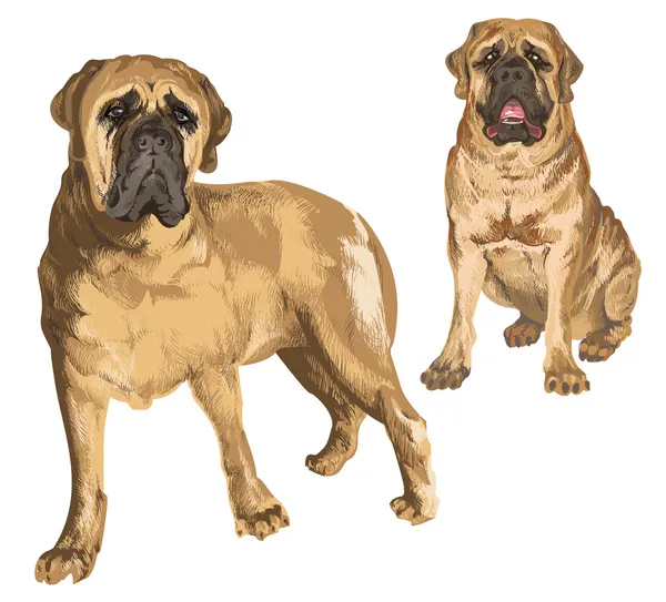 Twee afbeeldingen van mastiff — Stockvector