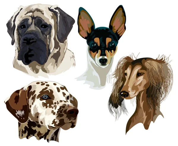 Four different breeds of dog muzzles — Stock vektor