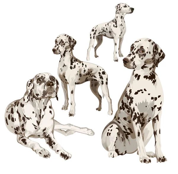 Twee puppies en twee volwassen dalmatiërs — Stockvector