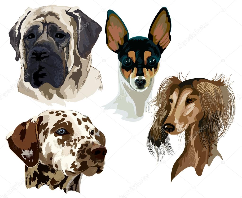 Four different breeds of dog muzzles
