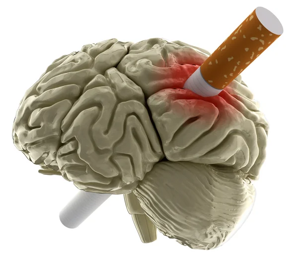 Cerebro humano con cigarrillo —  Fotos de Stock