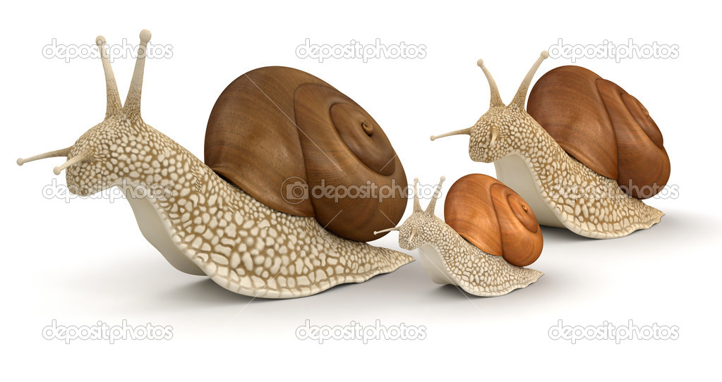 Family Snails