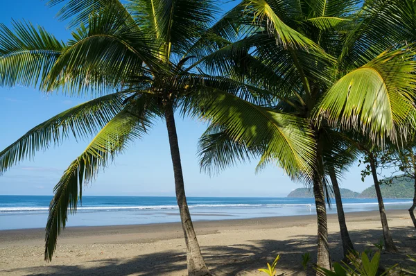 Tropical beach — Stock Photo, Image