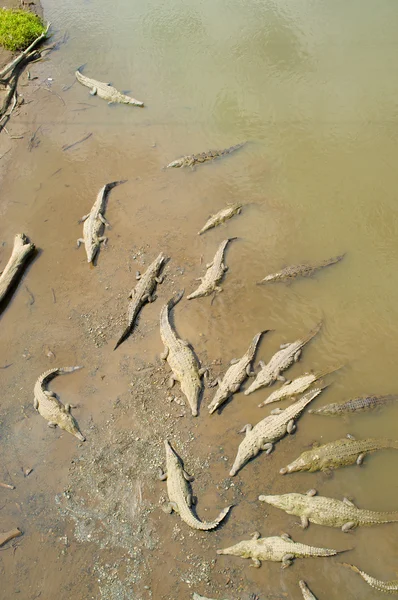 Grupo de crocodilos — Fotografia de Stock