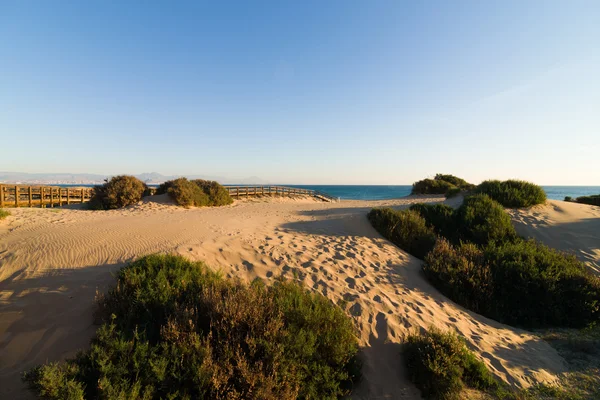 Costal dunes — Stock Photo, Image