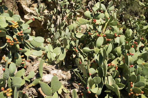 Колючие грушевые кактусы — стоковое фото