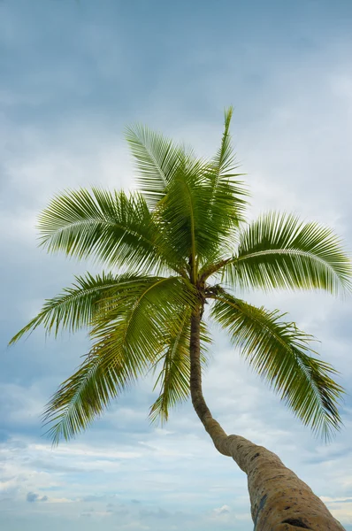 Palm tree low angle — Stock Photo, Image