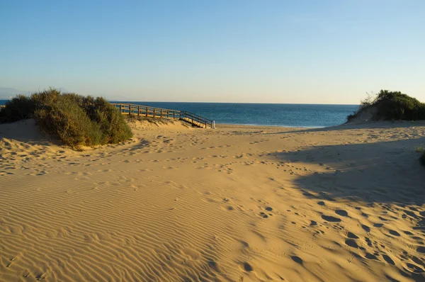 Costal dunes — Stock Photo, Image