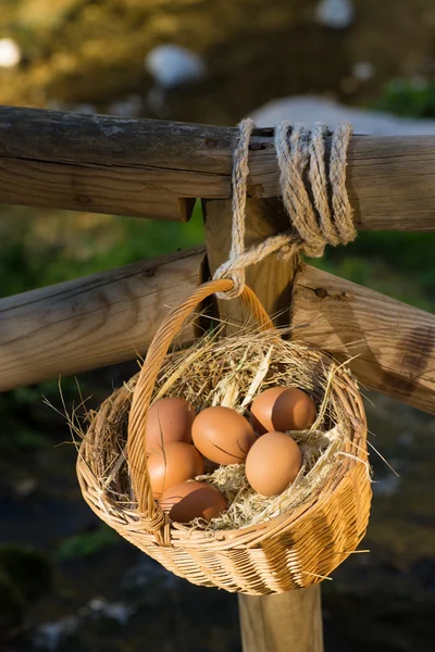 Egg basket — Stock Photo, Image