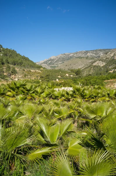 Palm tree farm — Zdjęcie stockowe