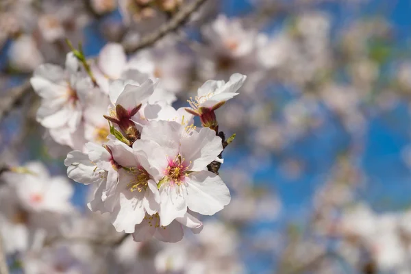 White almond flowers — Stock Photo, Image