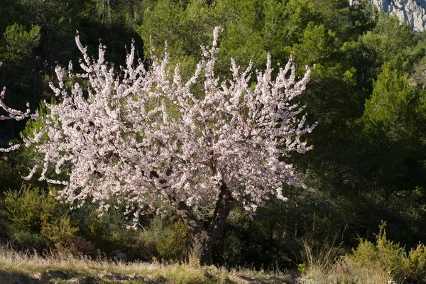 Mandlový strom — Stock fotografie