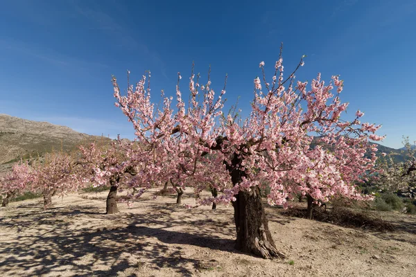 Almond grove — Stock Photo, Image