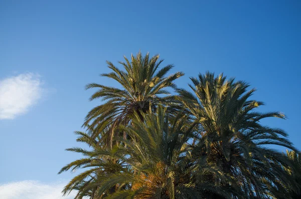 Palm tree tops — Stock fotografie
