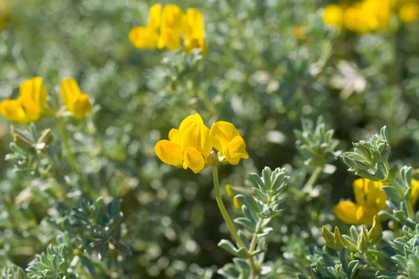 Cretan birds foot trefoil — Stock Photo, Image