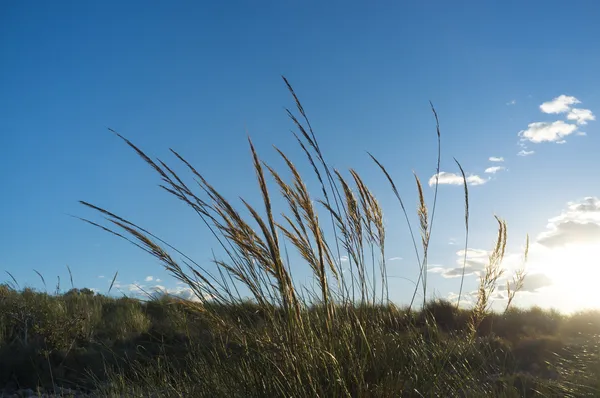 Riet — Stockfoto