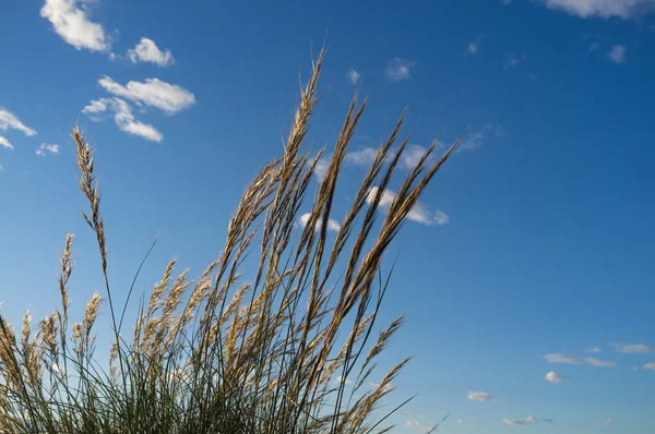 Esparto grass — Stock Photo, Image