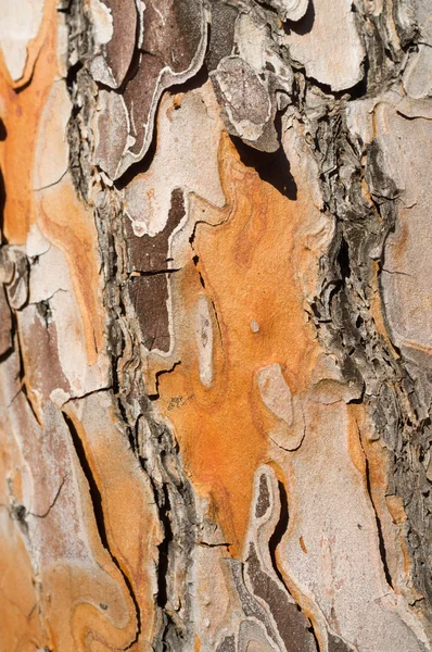Borovice stromová kůra — Stock fotografie
