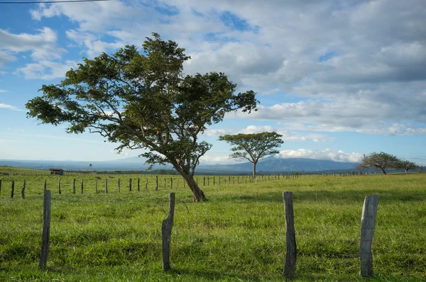 Guanacaste trees — Stock Photo, Image