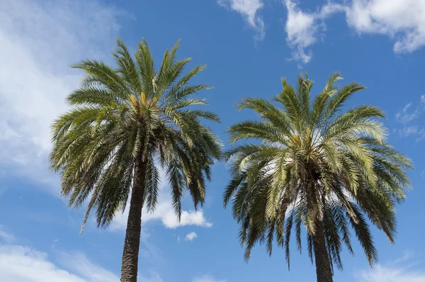 Palm trees — Stock Photo, Image