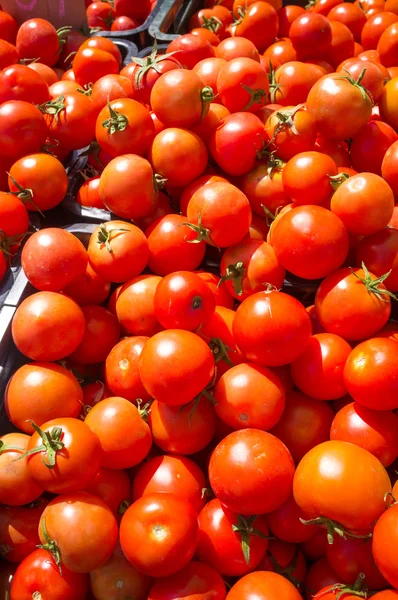 Tomates — Fotografia de Stock