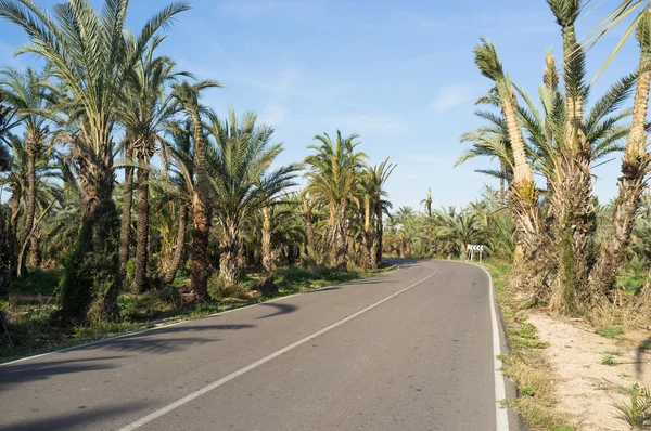 Palmiye ağaç yol — Stok fotoğraf