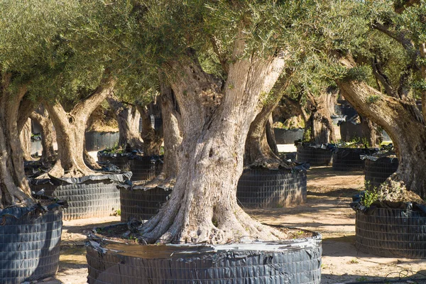 Старые оливковые деревья — стоковое фото