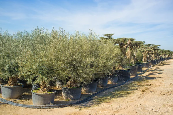 Jonge en oude bomen — Stockfoto